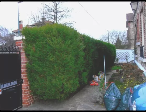 Arrachage de Thuya et Réaménagement d’une allée de rosiers-avant