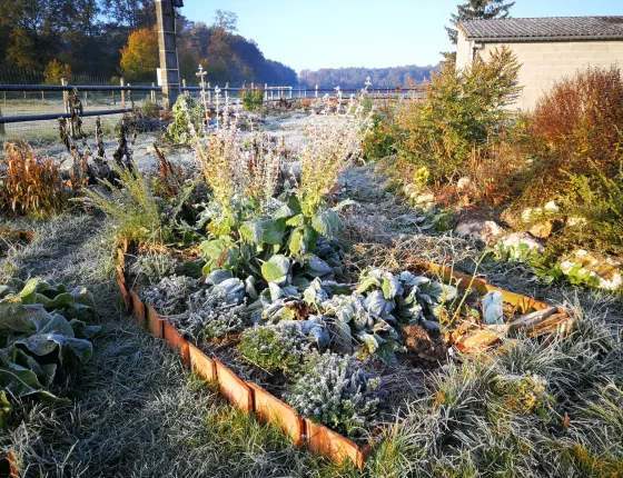 Réalisation d’un jardin sauvage et de légumes perpetuels